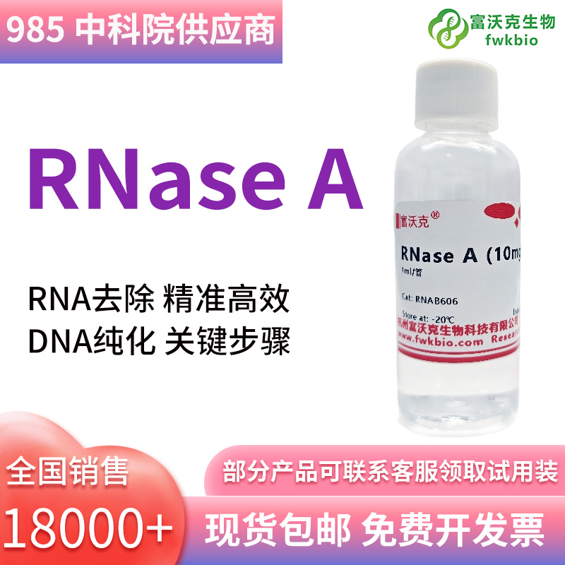 RNase A